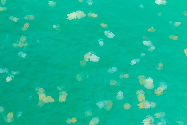 Denizde yüzen deniz denizanası — Stok fotoğraf