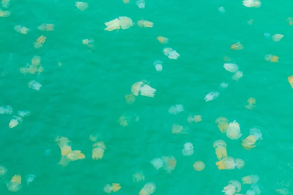 Medusas marinas flotando en el mar — Foto de Stock