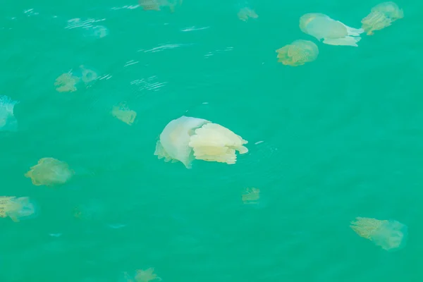 Méduses de mer flottant dans la mer — Photo