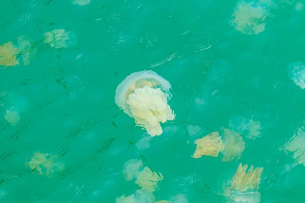 Méduses de mer flottant dans la mer — Photo