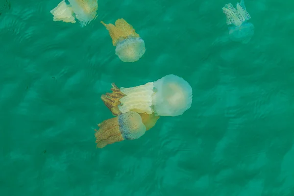 Méduses de mer flottant dans la mer — Photo