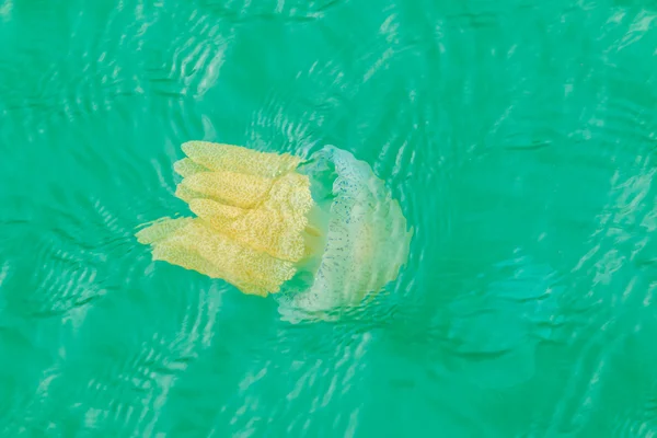 Sea jellyfish floating in the sea — Stock Photo, Image