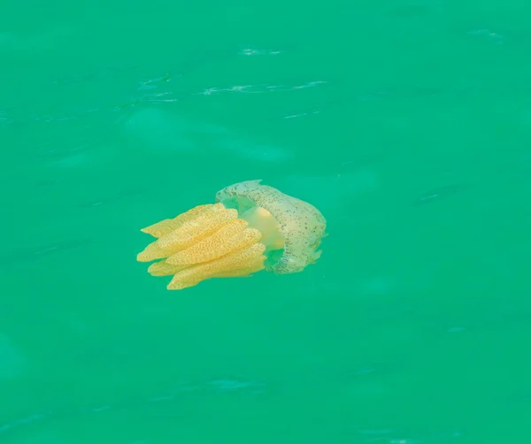 Medusas marinas flotando en el mar — Foto de Stock