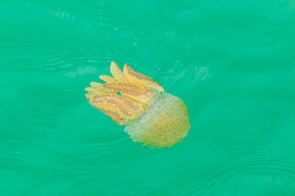 Sea jellyfish floating in the sea