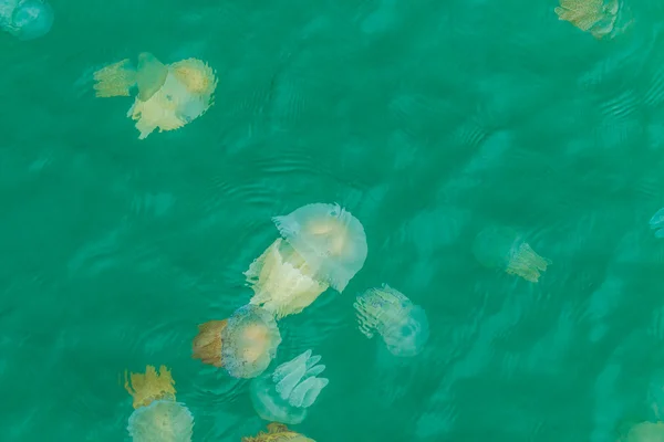 Medusas marinas flotando en el mar — Foto de Stock