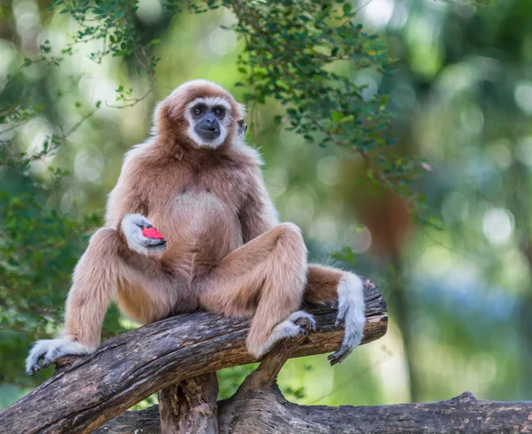 Gibbon sfacciato bianco o Gibbon lar — Foto Stock