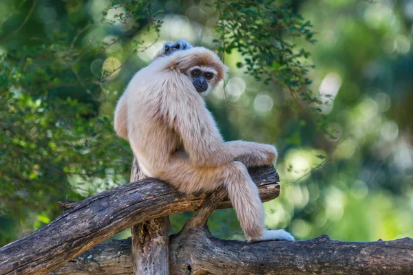 Gibbon veya lar jibon beyaz yanaklı — Stok fotoğraf