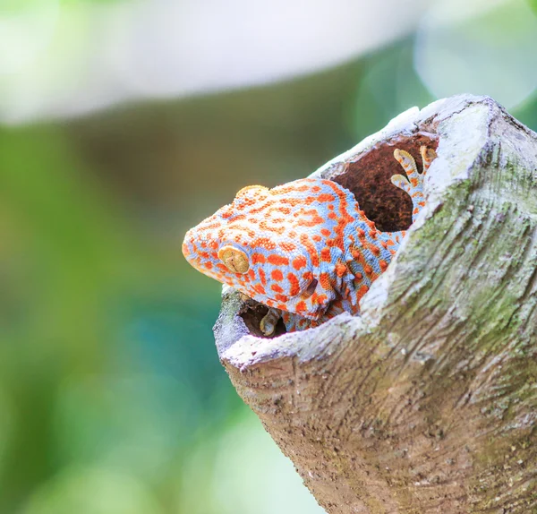 Tokay Gecko — Stock Photo, Image