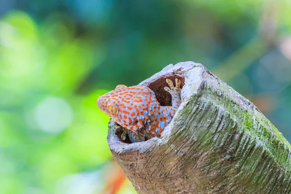 Tokay Gecko — Stock Photo, Image