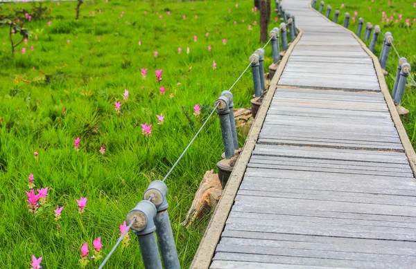 Gartenweg — Stockfoto