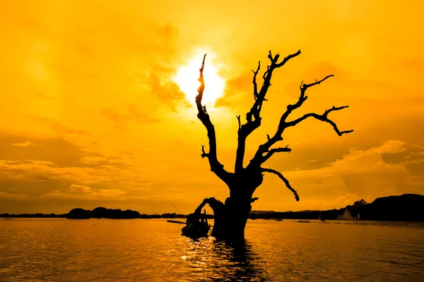 Toter Baum und ein Boot — Stockfoto