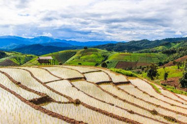 Paddy - pirinç tarlaları