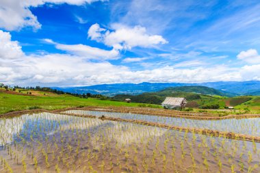 Paddy - pirinç tarlaları