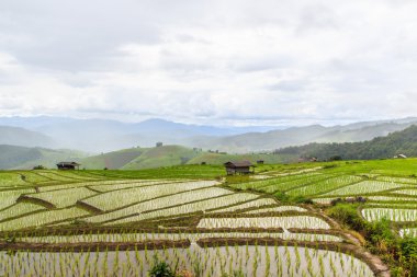 Paddy - pirinç tarlaları