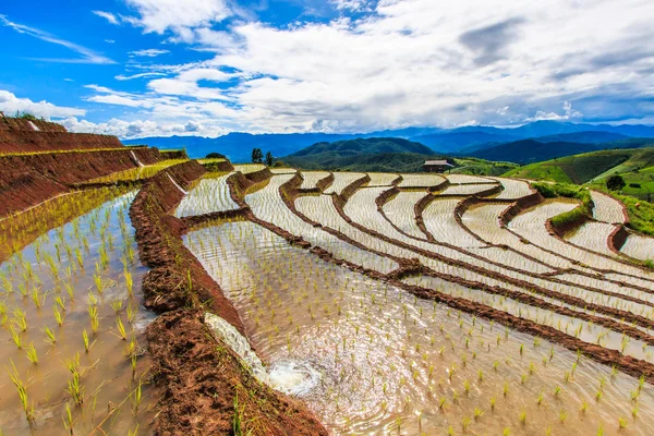 Paddy - rice fields — Stock Photo, Image