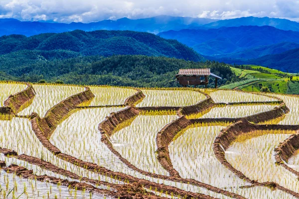 Paddy - rice fields — Stock Photo, Image