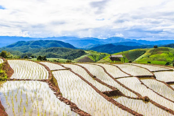Paddy - rijstvelden — Stockfoto