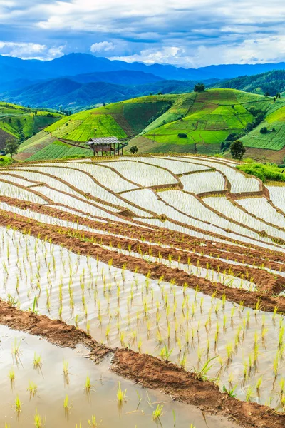 Paddy - rice fields — Stock Photo, Image