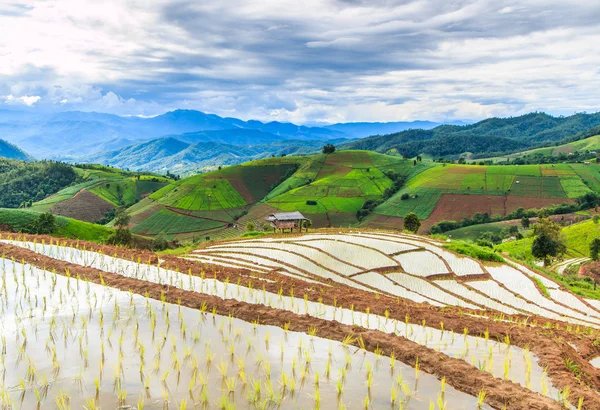 Paddy - pirinç tarlaları — Stok fotoğraf