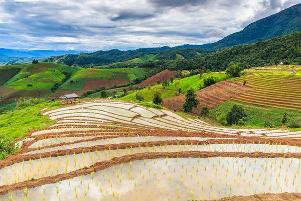 Paddy - rice fields — Stock Photo, Image