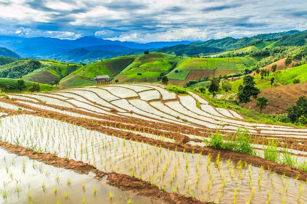 Paddy - campos de arroz — Fotografia de Stock