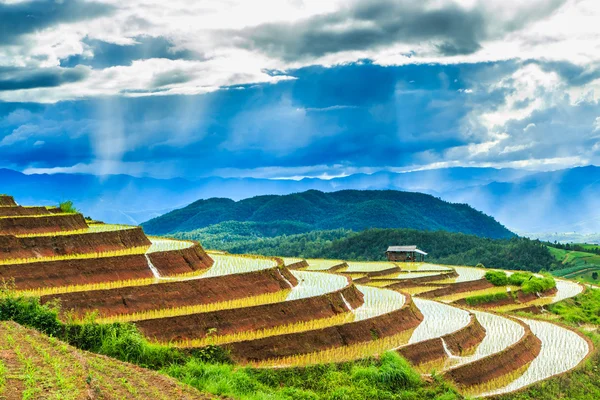 Paddy - campos de arroz — Fotografia de Stock