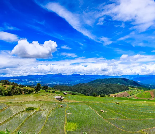 Paddy - campos de arroz — Fotografia de Stock