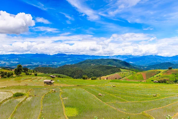 Paddy - campos de arroz — Fotografia de Stock