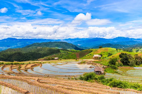 Paddy - campos de arroz — Fotografia de Stock