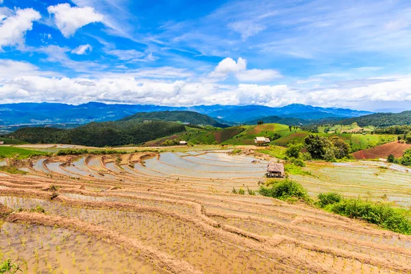 Paddy - rice fields — Stock Photo, Image