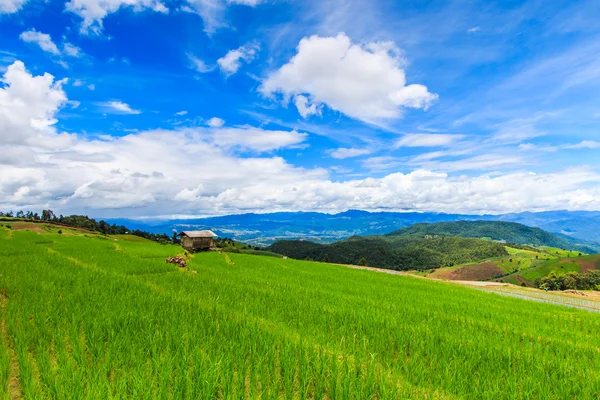 Paddy - campos de arroz — Fotografia de Stock