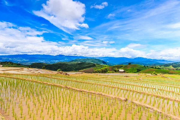 Paddy - campos de arroz — Fotografia de Stock