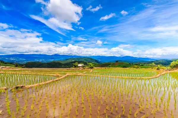 Paddy - campos de arroz — Fotografia de Stock