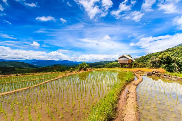 Paddy - rýžová pole — Stock fotografie