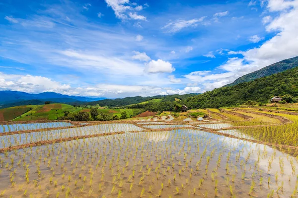 Arroz - arrozales —  Fotos de Stock