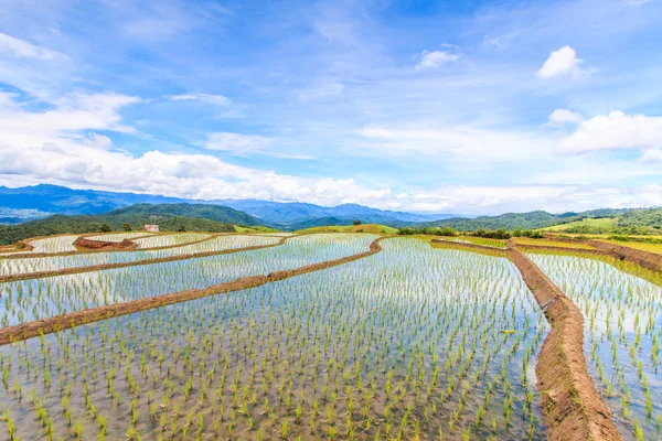 Paddy - campos de arroz — Fotografia de Stock