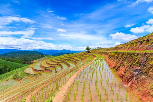 -A hántolatlan rizs mezők — Stock Fotó