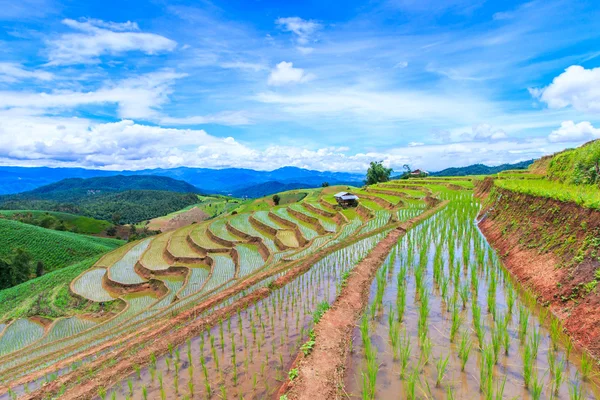 Paddy - rice fields — Stock Photo, Image