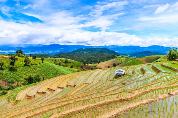 Paddy - rice fields — Stock Photo, Image