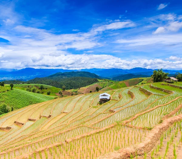 Paddy rice fields — Stock Photo © Deerphoto 55146667