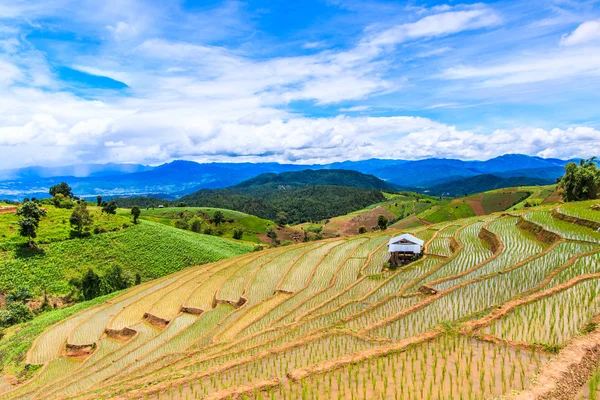 Paddy - campos de arroz — Fotografia de Stock