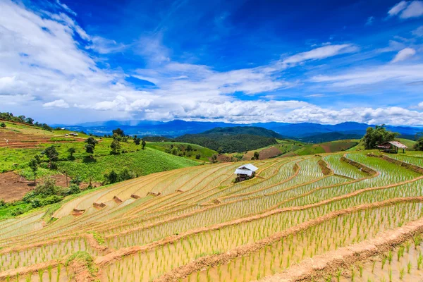 Paddy - campos de arroz — Fotografia de Stock