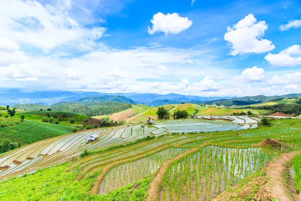 Paddy - pirinç tarlaları — Stok fotoğraf