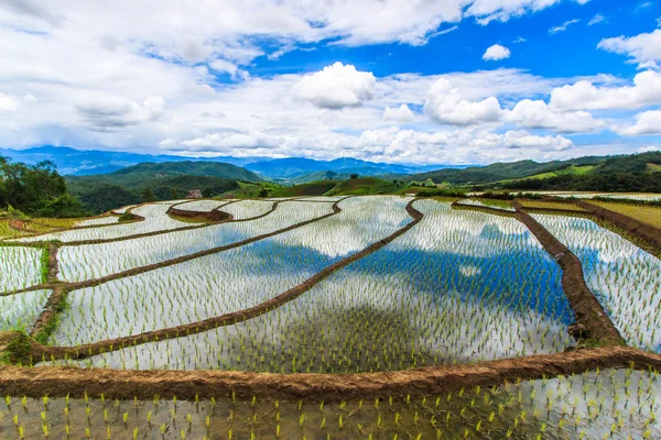 Paddy - campos de arroz — Fotografia de Stock