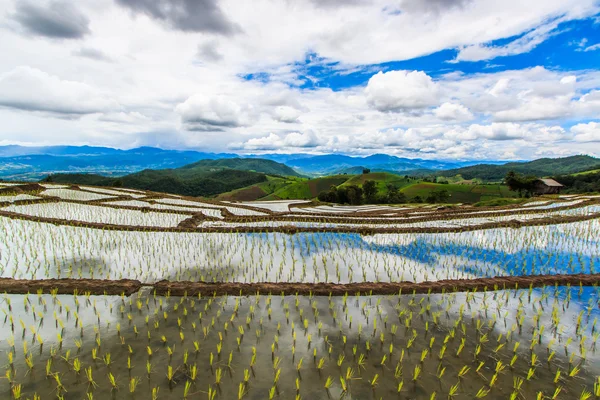 Paddy - pirinç tarlaları — Stok fotoğraf