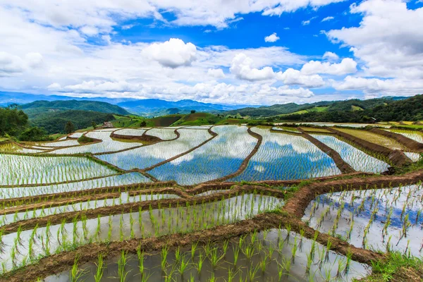 Paddy - campos de arroz — Fotografia de Stock