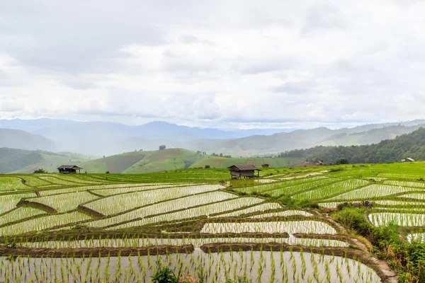 Paddy - campos de arroz — Fotografia de Stock