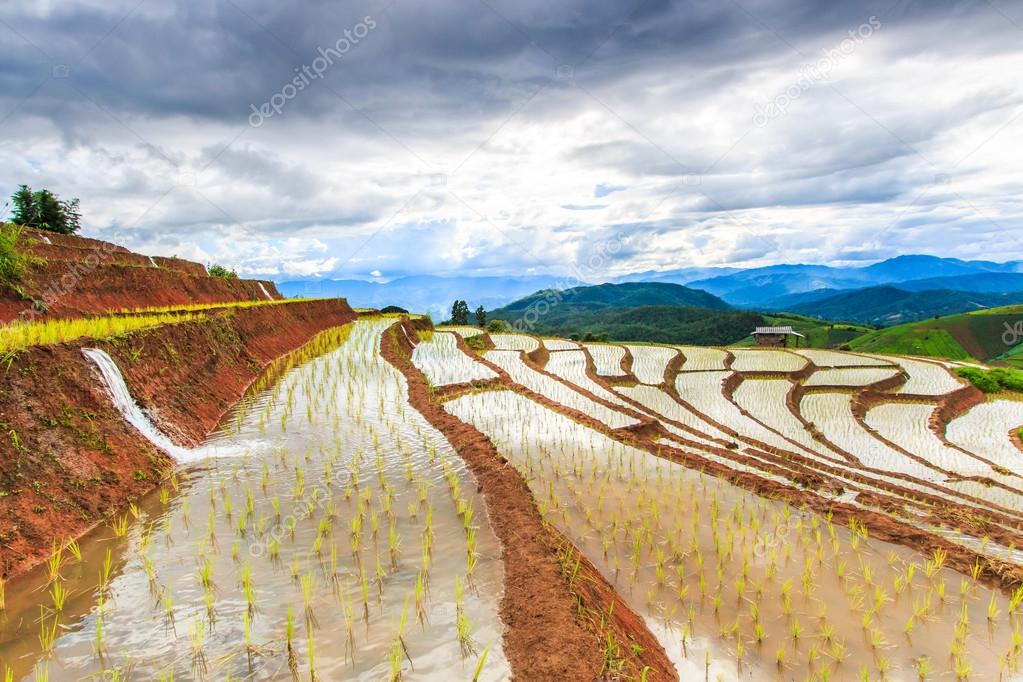 Paddy - rice fields