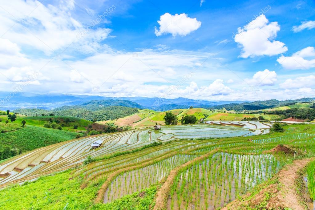 Paddy - rice fields