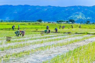 Pirinç çeltik pirinç arazileri üzerinde büyüyen